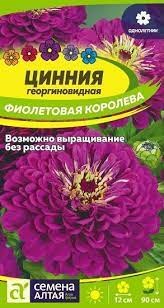 Семена Цинния Фиолетовая королева 0,3гр Семена Алтая 105409 - фото 17095