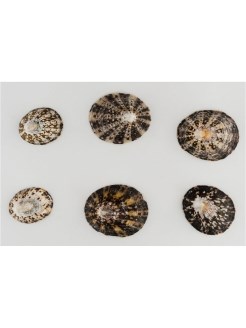 "Zlatka" Ракушки декор DRF-012 50гр  23516 - фото 23983