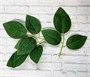 листья зеленые н-р 2шт  111881 - фото 24938