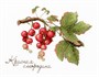 МП Студия н-р д/вышивки дары природы Красная смородина 20*15см  26971 - фото 42543